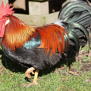 Rooster in the farmyard