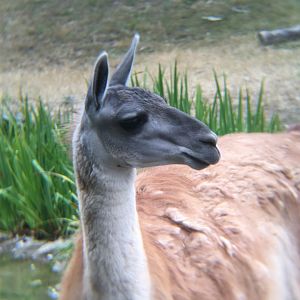 Guanaco