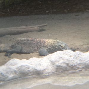 Komodo dragon