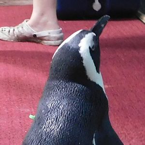 African Penguin