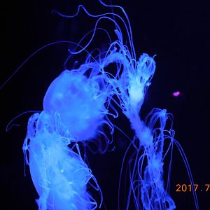 Atlantic Sea Nettle