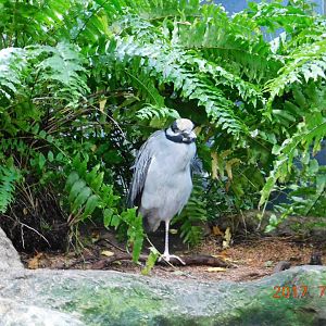 Black Crowned Night Heron