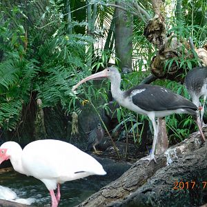 Green Heron and White Ibis