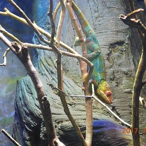 Panther Chameleon