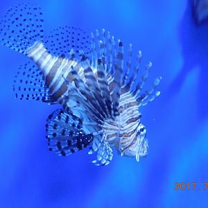 Red Lionfish