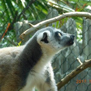 Ring-Tailed Lemur