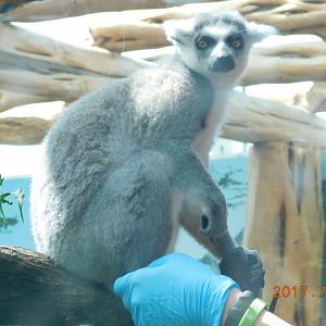 Ring-Tailed Lemur