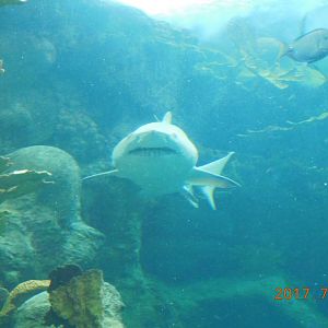 Sand Tiger Shark