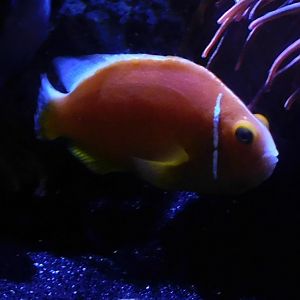 Tomato Clownfish