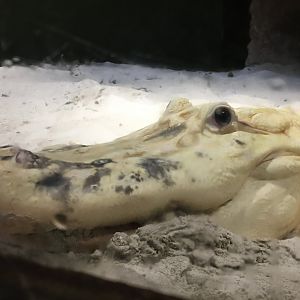 White Alligator
