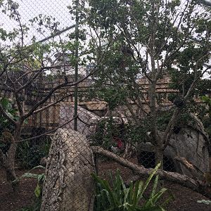 Monkey Mania- Squirrel Monkey Exhibit