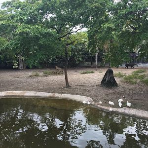 Baird's Tapir/Capybara Exhibit