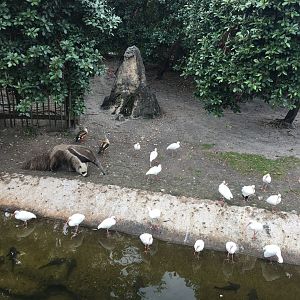 Giant Anteater Exhibit