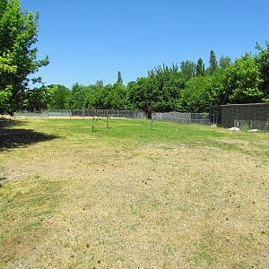 Red-necked wallaby exhibit