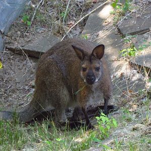 Red-necked wallaby