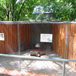 Yellow mongoose exhibit