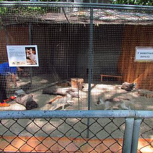 Sunglow fox exhibit