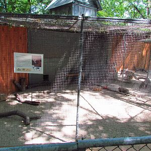 Red fox exhibit