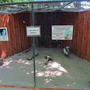 Arctic fox exhibit