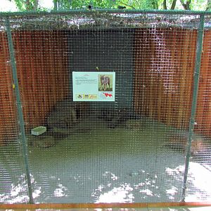 Golden jackal exhibit