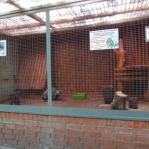 Raccoon dog exhibit