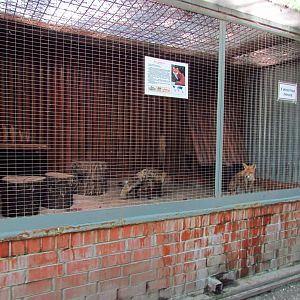 Red fox exhibit