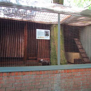 Raccoon exhibit