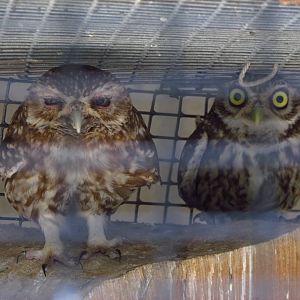 Little owls