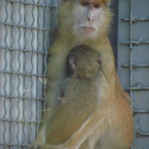Patas monkey & baby