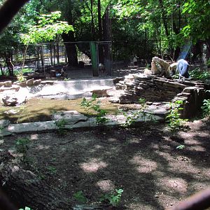 Marabou stork exhibit