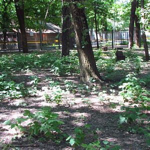 Black crowned crane exhibit