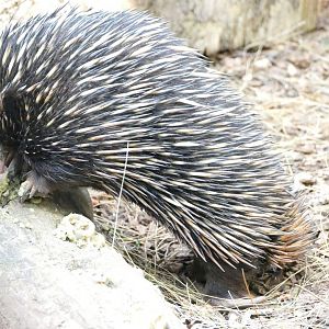 Short-beaked echidna, June 2018