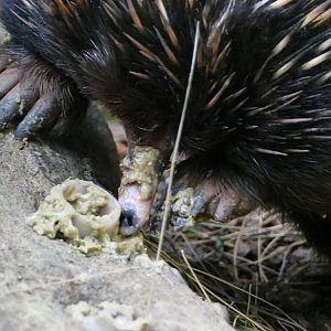 Short-beaked echidna, June 2018