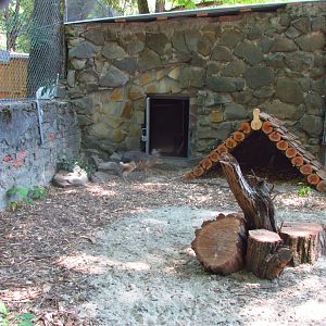 Patagonian cavy exhibit