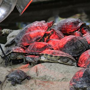 Pile of Pond Sliders