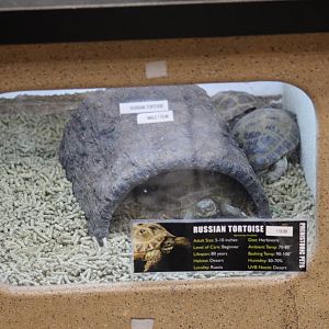 Russian Tortoise Enclosure