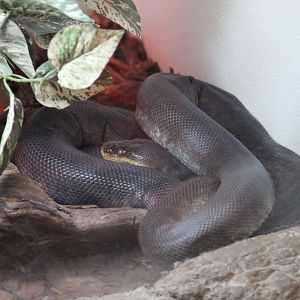 Macklot's Python