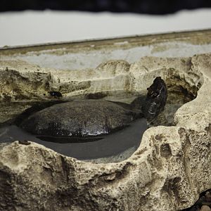 Asian Leaf Turtle