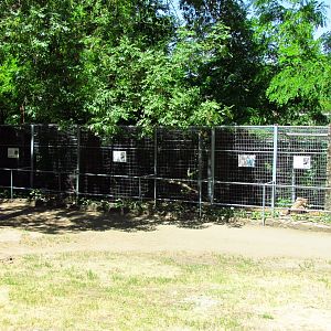 Black stork & ground hornbill