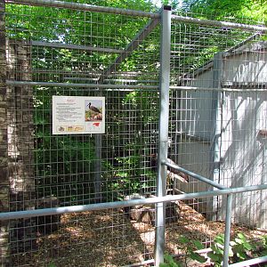Black stork exhibit