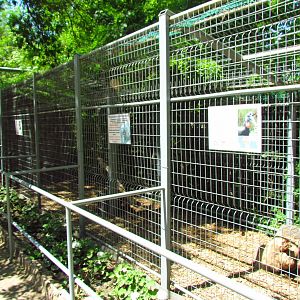 Abyssinian ground hornbill exhibit