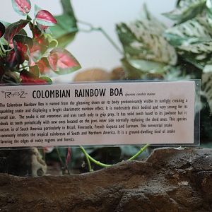 Colombian Rainbow Boa Signage
