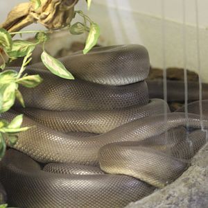 Olive Python