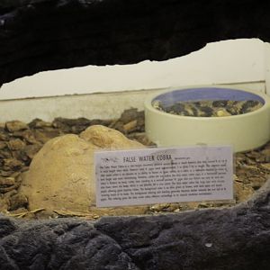 False Water Cobra Enclosure