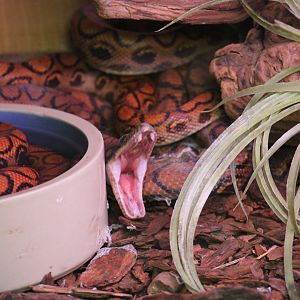 Brazilian Rainbow Boas