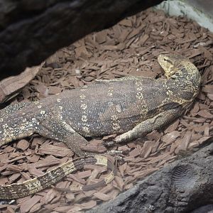 Asian Water Monitor