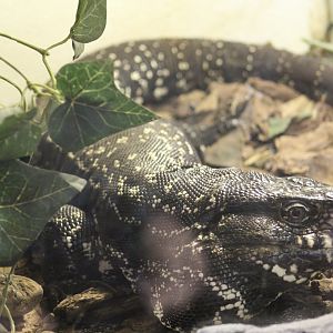 Argentine Black-and-White Tegu