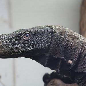 Crocodile Monitor