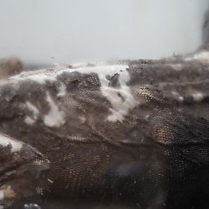 Damage on Crocodile Monitor