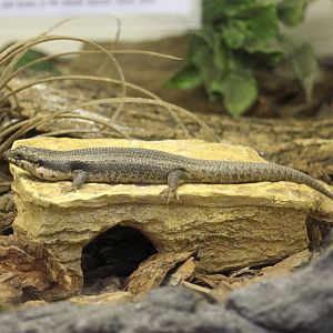 Tree Crevice-Skink